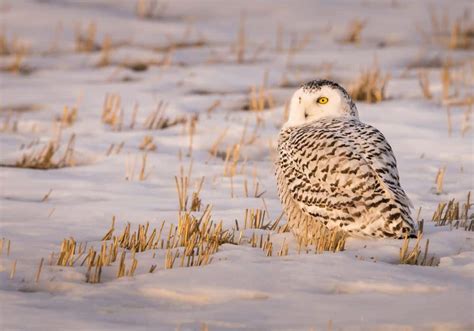 snowy owl hiding painting where is the owl exploring the symbolism of the snowy owl in various cultures and art forms.